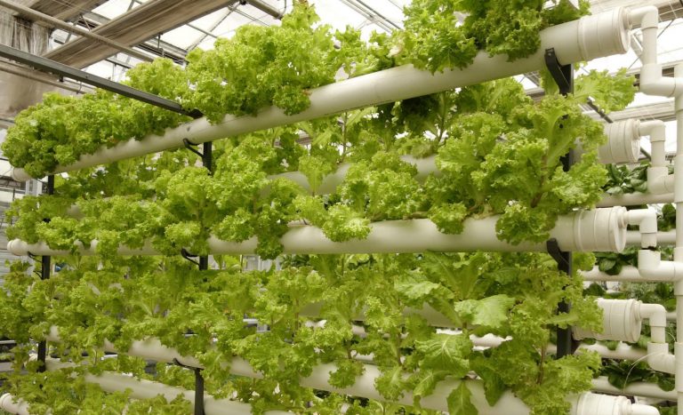 hydroponics system in singapore | Modern Farmer