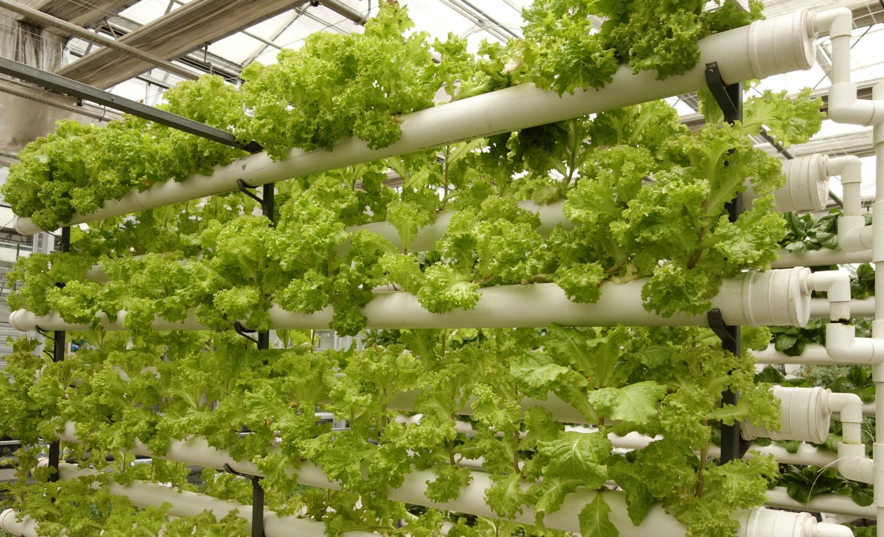 hydroponics system in singapore | Modern Farmer