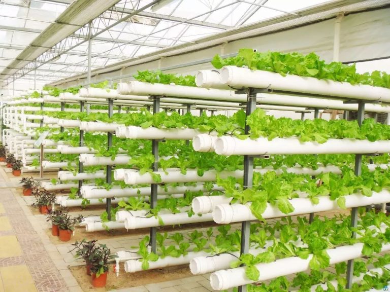 Hydroponic system Singapore