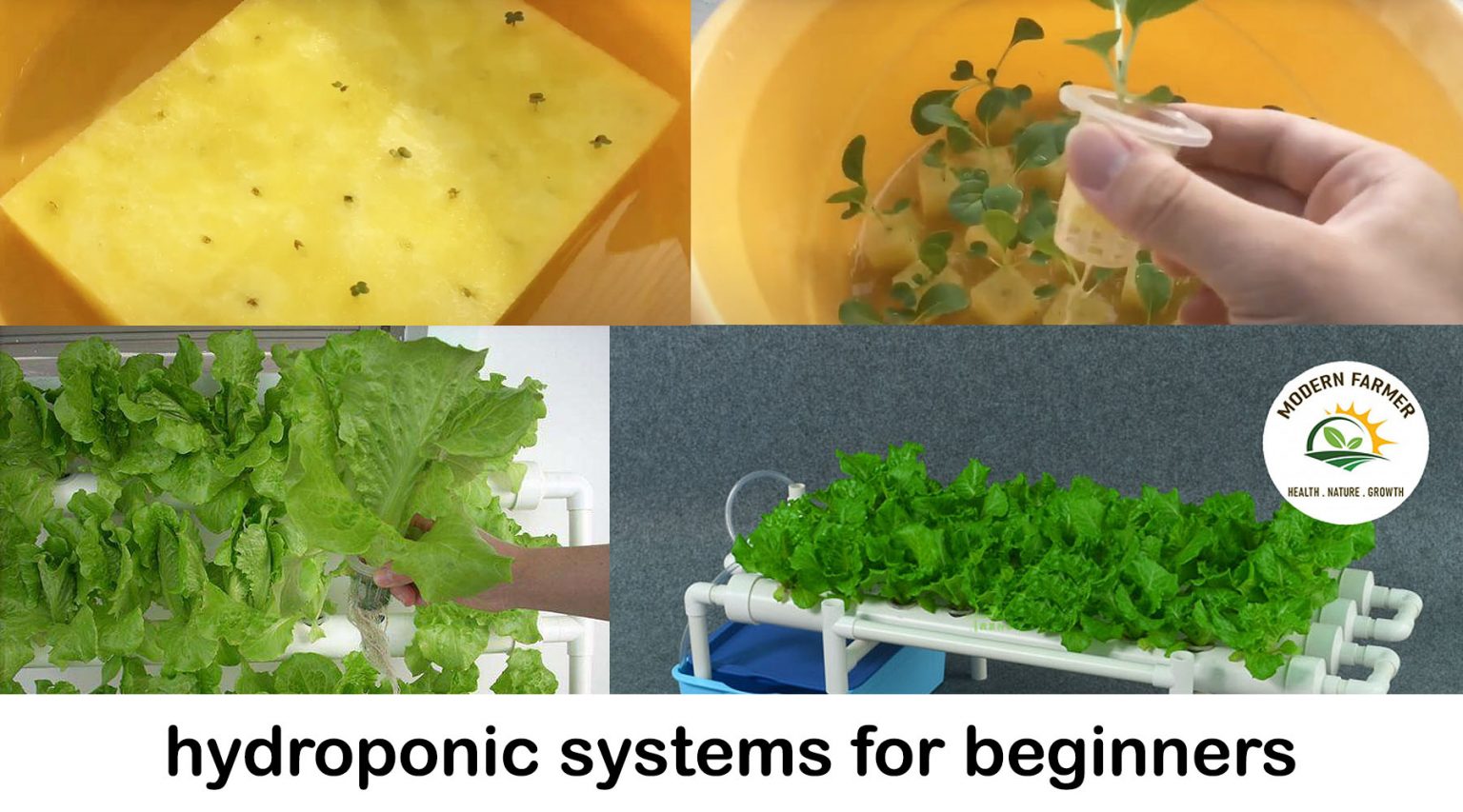 hydroponic systems for beginners Modern Farmer