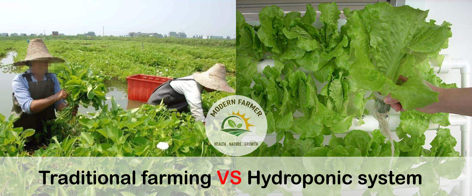 Hydroponics vs. Traditional Farming