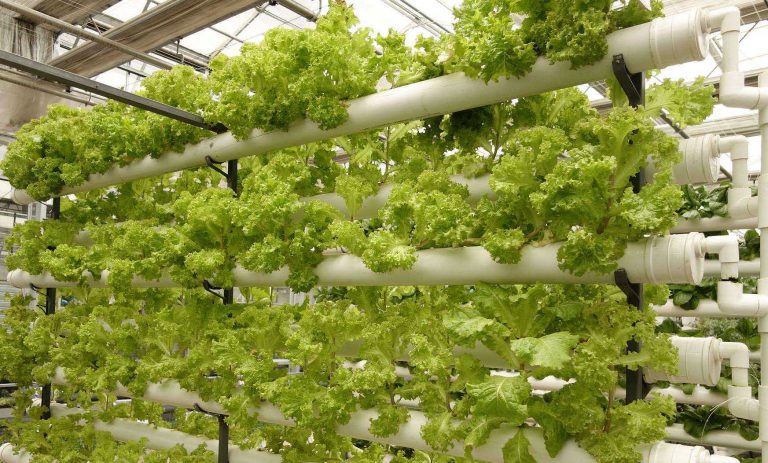 vertical farming singapore | Modern Farmer