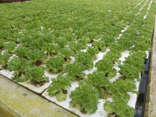 Aquaponic floating raft