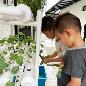 hydroponic system hdb