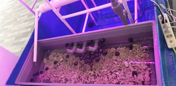 Customise Aquaponic System - Image 2