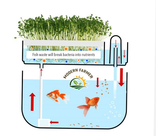 Mini fish tank aquaponic system - Image 3