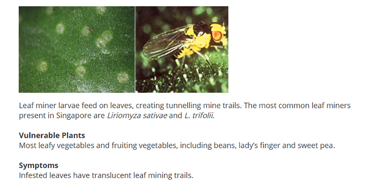 leaf miners | Modern Farmer